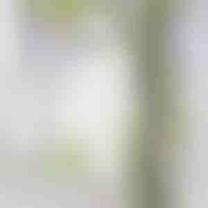 Simulace vistáriového květu | WISBLOOM